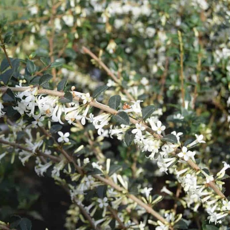 Osmanthus delavayi 30-40 cm